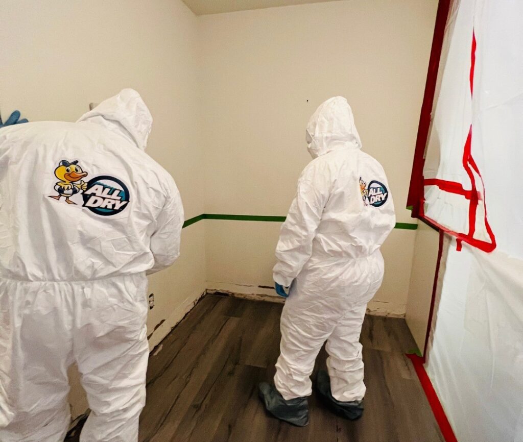 All Dry Mold Removal Team