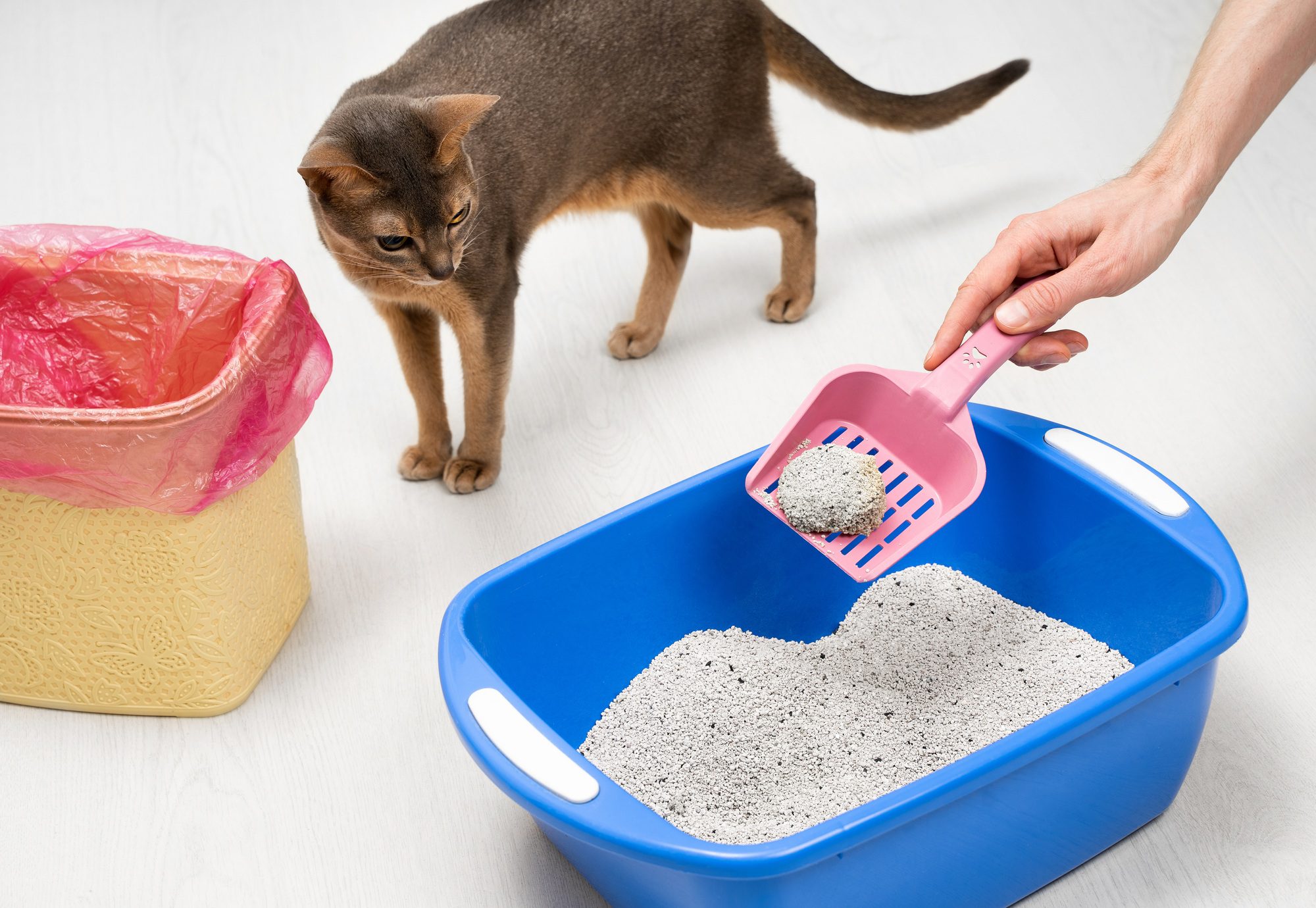 Man cleaning cat litter tray at home, closeup. Cute blue Abyssinian cat watching the process.